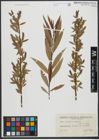 Foto von Salix triandra L. x Salix viminalis L.